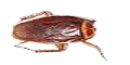 Cockroaches GPC